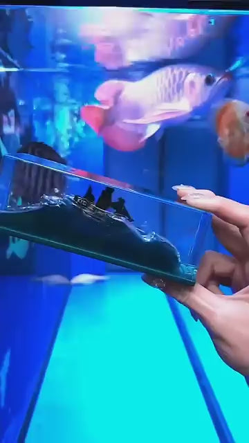 🌊 Unsinkable Cruise Ship in a Bottle – A Unique Home Decor & Gift! 🚢